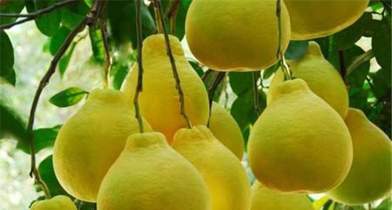 柚子怎么种才能高产