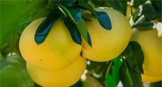 柚子怎么种才能高产