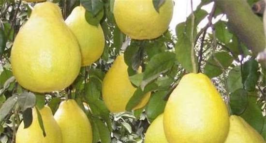 柚子怎么种才能高产