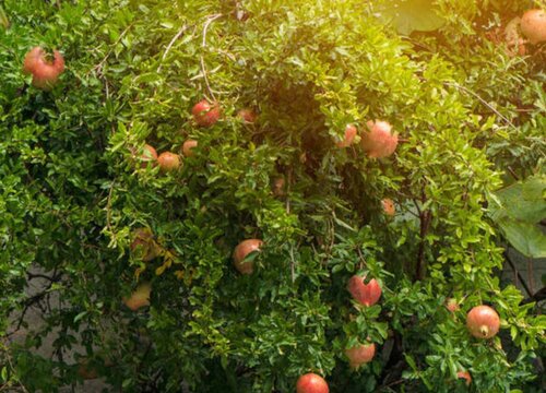 石榴冬天怕冷吗