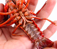 小龙虾怎么清理才能干净