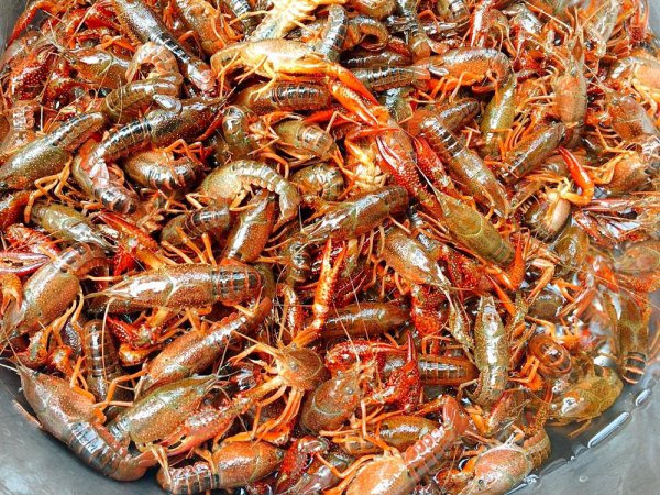 小龙虾怎么清理才能干净