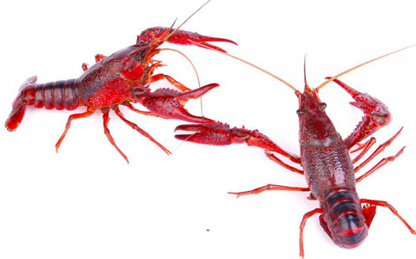 小龙虾怎么清理才能干净