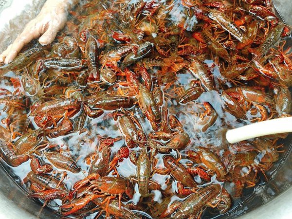小龙虾怎么清理才能干净