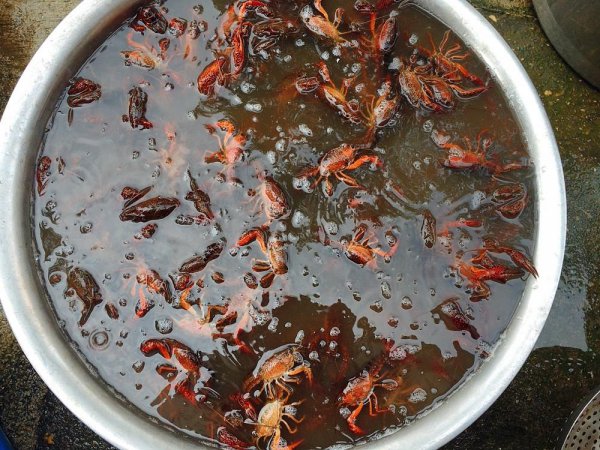 小龙虾怎么清理才能干净