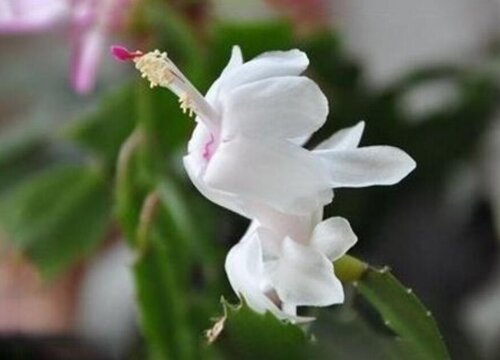 蟹爪兰夏天养护需注意哪些要点