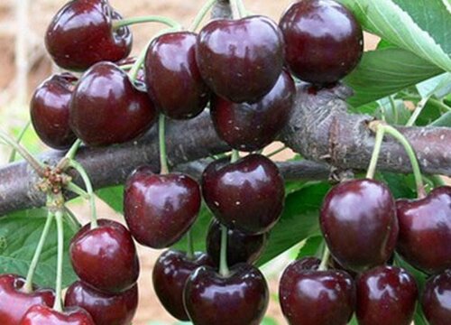 浙江樱桃什么时候成熟