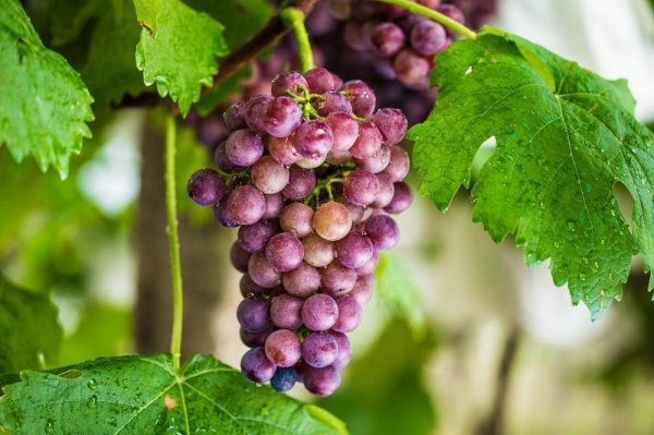 葡萄树什么时候施肥比较好一点