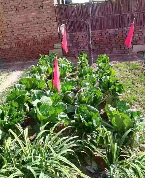 霜降后大白菜的管理技术与方法