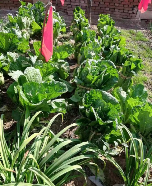 霜降后大白菜的管理技术与方法