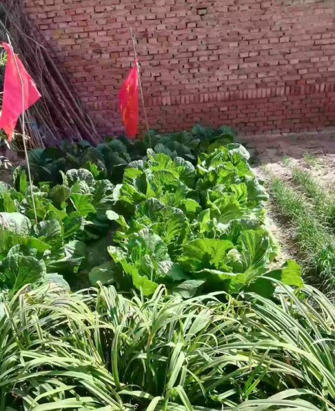 霜降后大白菜的管理技术与方法