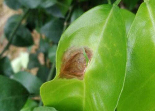 沙糖桔病虫害防治方法与技术措施