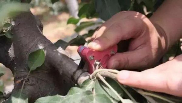 提高苹果的坐果率有些什么措施