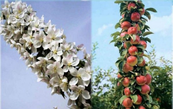 提高苹果的坐果率有些什么措施