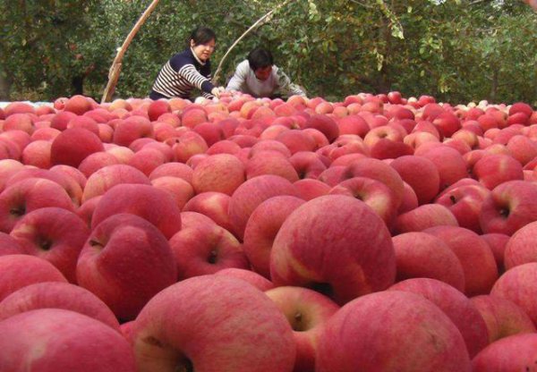 提高苹果的坐果率有些什么措施