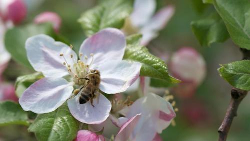 提高苹果的坐果率有些什么措施
