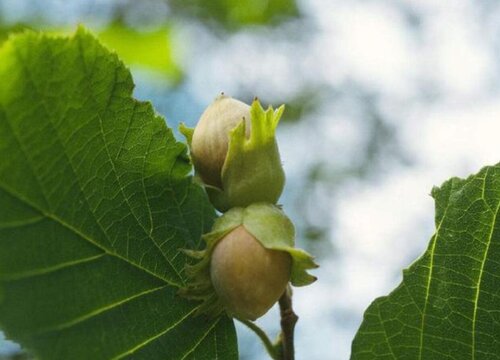榛子打什么药好