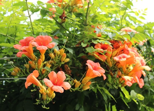 凌霄花可以水培吗