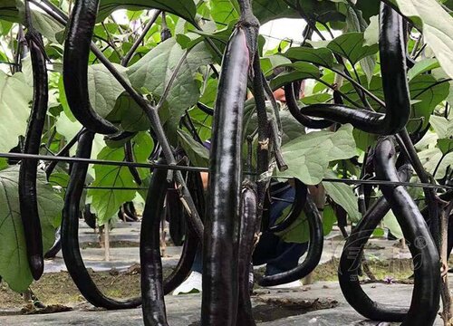 如何种植茄子长得大又好