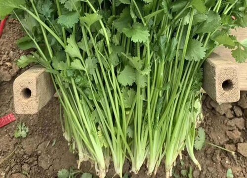 香菜亩产量多少斤