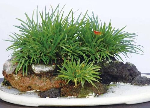 蒲叶是什么树的叶子