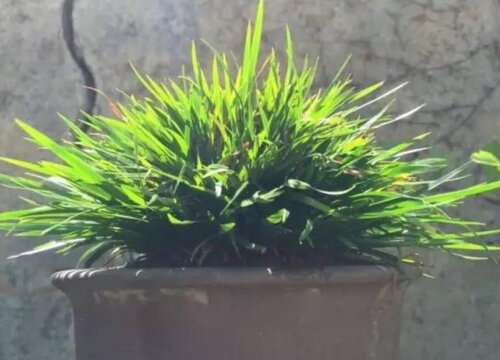 蒲叶是什么树的叶子