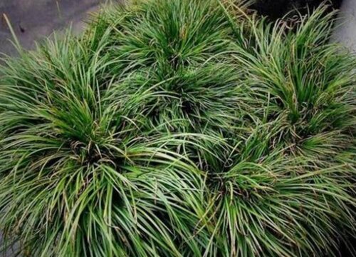 蒲叶是什么树的叶子