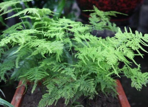 矮壮素怎么使用才能把文竹养成高价云竹