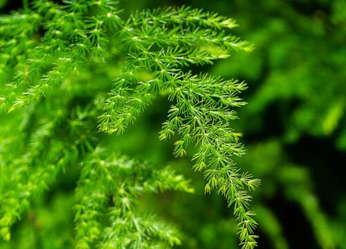 矮壮素怎么使用才能把文竹养成高价云竹