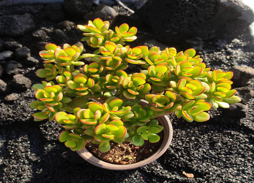 八月怎么养护玉树叶片肥厚