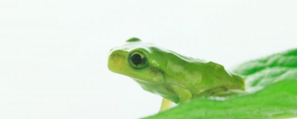 吃的雪蛤是哪个部位