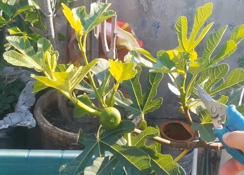 无花果叶片锈斑该如何防治