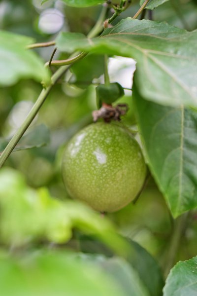 百色特产水果大盘点