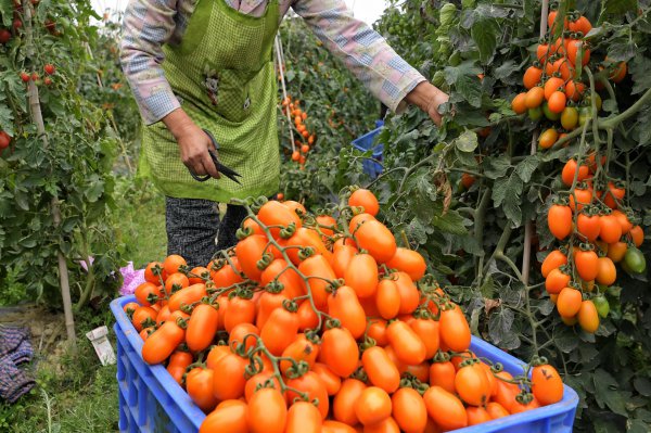 百色特产水果大盘点