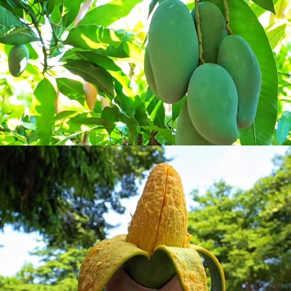 百色特产水果大盘点