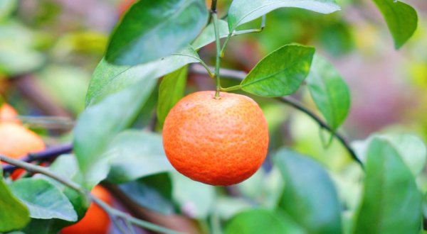 百色特产水果大盘点