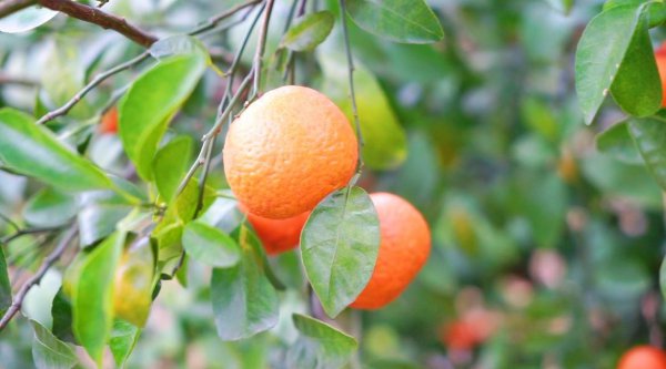 百色特产水果大盘点