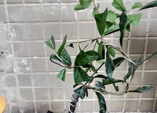 老鸦几年结果实