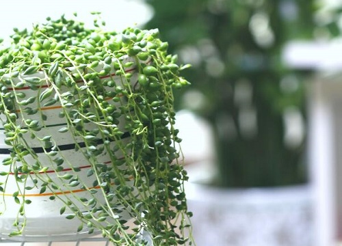 珍珠吊兰可以水培吗