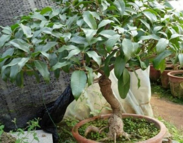 桂花树施什么肥料最好最旺