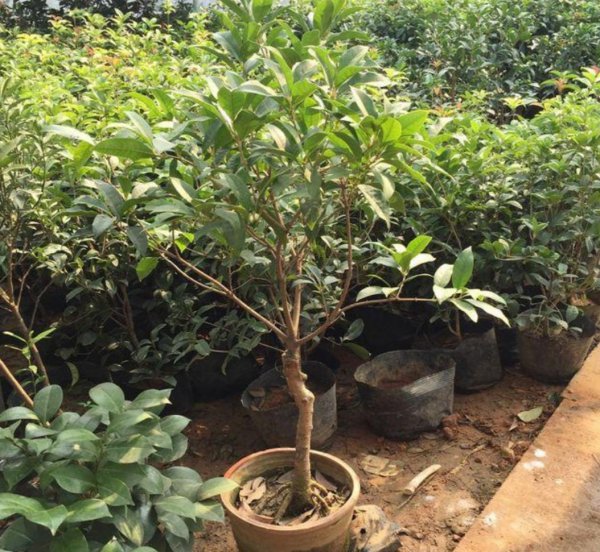 桂花树施什么肥料最好最旺