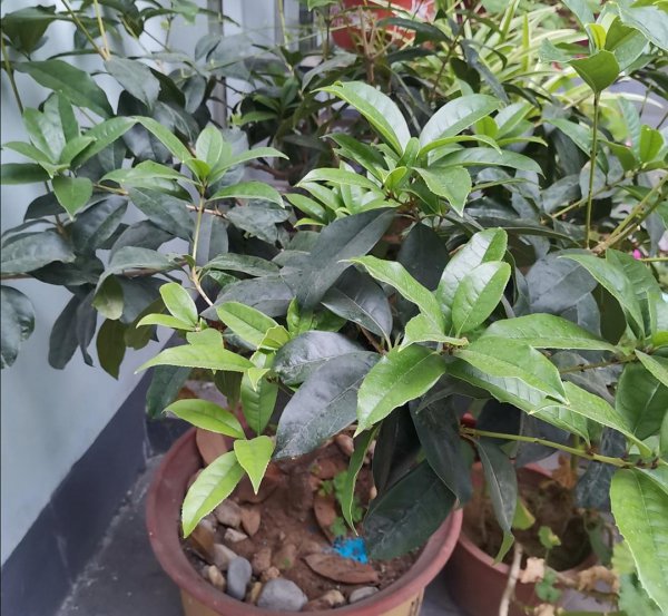 桂花树施什么肥料最好最旺