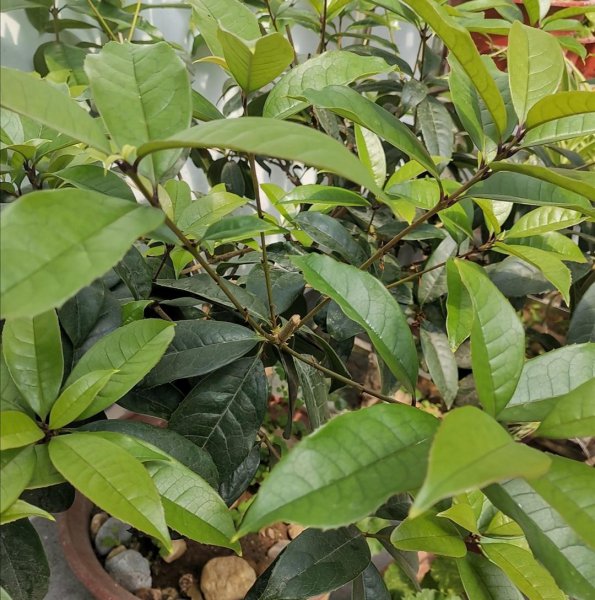 桂花树施什么肥料最好最旺