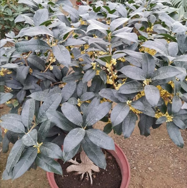 桂花树施什么肥料最好最旺