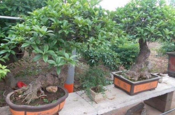 桂花树施什么肥料最好最旺