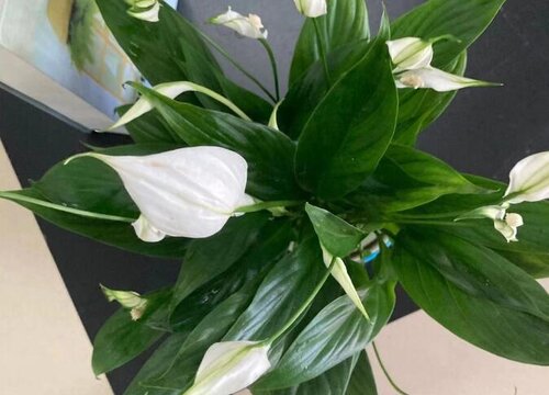 白掌促花方法与技术要领