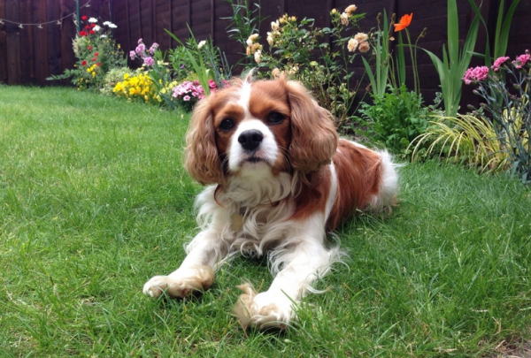 不建议养查理王小猎犬的6大原因