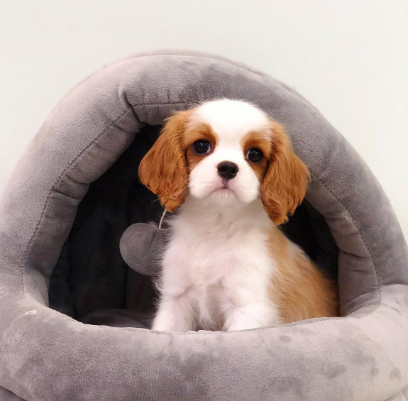 不建议养查理王小猎犬的6大原因