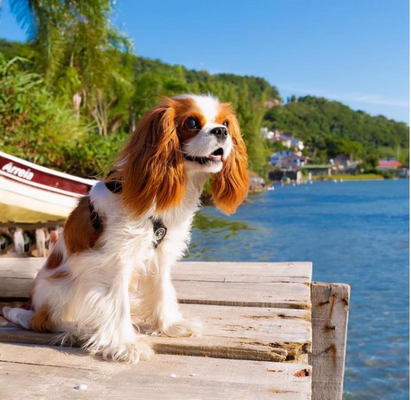 不建议养查理王小猎犬的6大原因