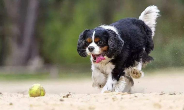 不建议养查理王小猎犬的6大原因